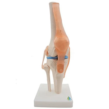 Анатомическая модель скелета коленного сустава человека, обучающая модель коленного сустава со связками, модель в натуральную величину
